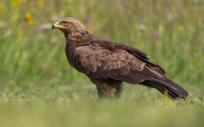 Satellite transmitters now also for Lesser Spotted Eagles