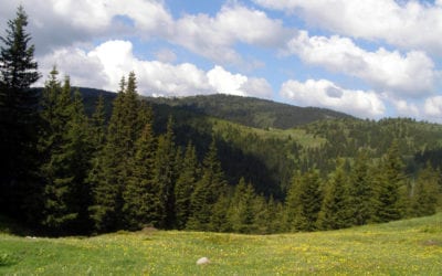 Forests and biodiversity – International Day of Forests