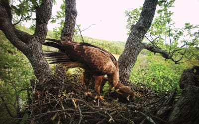 Photo traps installed in Lesser Spotted Eagle nests
