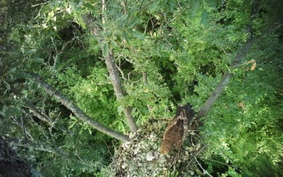 Tree of the Future” for a better future of the eagle
