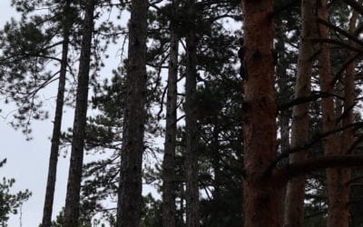 Restoration of 12 ha of forest shelter belts has started