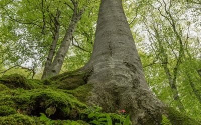 Bulgaria’s old forests among the finalists for the Natura 2000 award