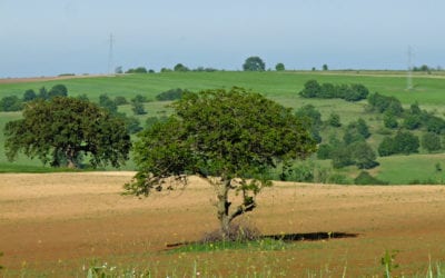 A plan to save the planet