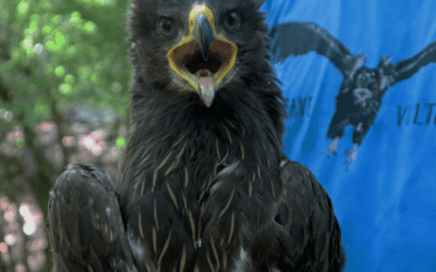 First Satellite Tracking of Lesser Spotted Eagles from the Bulgarian Population
