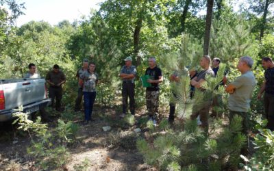 New environmentally friendly forestry practice in the forests of Strandzha