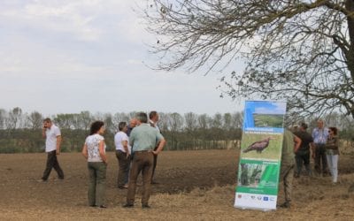 Unusual decline of forest shelter belts in Dobrudja