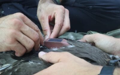 Follow the movements of Lesser Spotted Eagles tagged with transmitters
