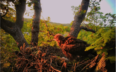 Unequal partnership in Lesser Spotted Eagle pairs