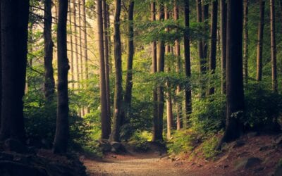 Celebrating International Forest Day with a call for their restoration