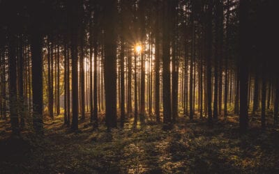 In the Forest Week: seven secrets that forests hide from us