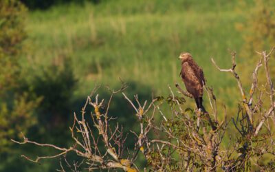 PARTICIPATE IN THE “LIFE FOR EAGLE’S HABITATS” DRAWING CONTEST