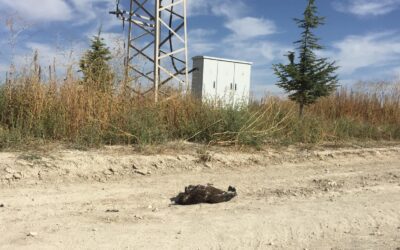 A lesser spotted eagle with a transmitter has been found dead in Turkey