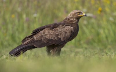 THE BIRDS OF BULGARIA FLY TO THE CABANA CINEMA IN SOFIA